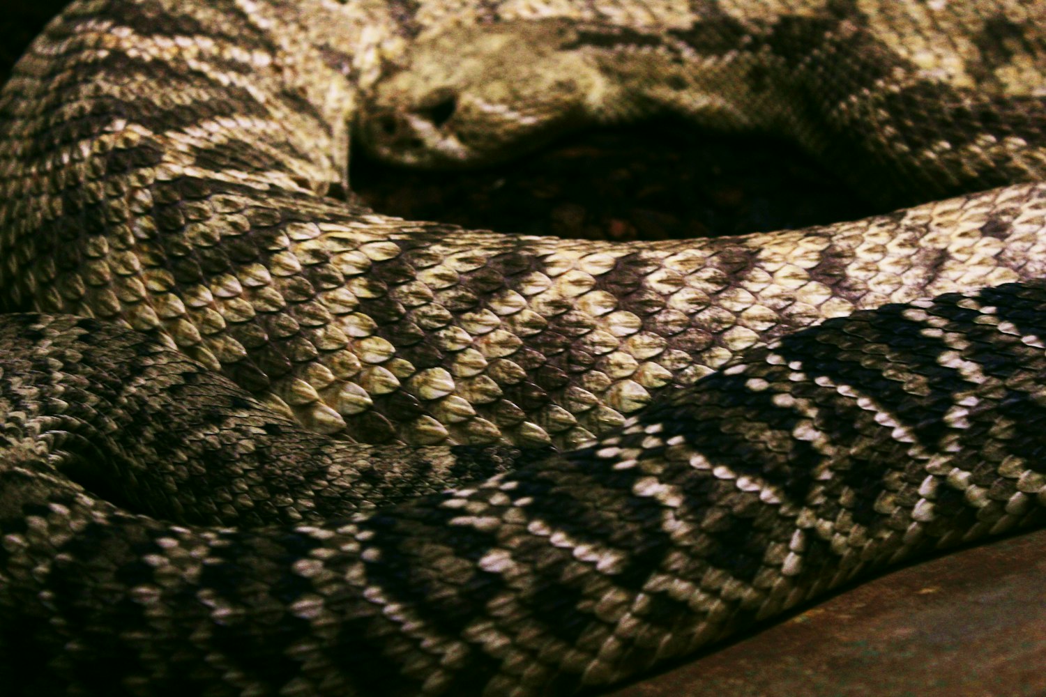 游戏王7大神器图片集锦，如何快速找到高清图？