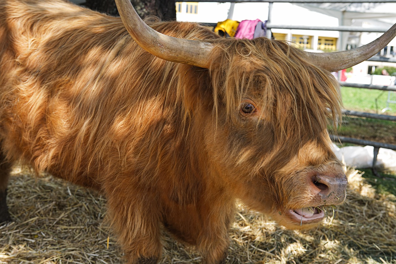 四大神兽牛牛游戏怎么玩？攻略技巧分享, 省时又省钱