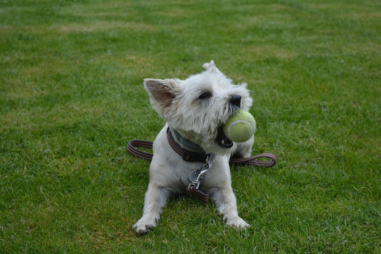 狗狗互动游戏有哪些，如何提升狗狗的幸福感？